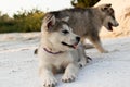 Puppies of the Alaskan malamula