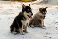 Puppies of the Alaskan malamula