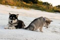 Puppies of the Alaskan malamula