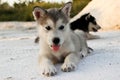 Puppies of the Alaskan malamute