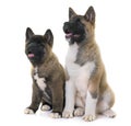 Puppies american akita