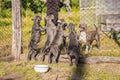 Puppies of American Staffordshire Terrier, sitting in the aviary, want to eat