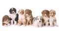 Puppies australian shepherd Royalty Free Stock Photo