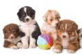 Puppies australian shepherd Royalty Free Stock Photo