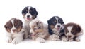 Puppies australian shepherd Royalty Free Stock Photo