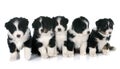 Puppies australian shepherd Royalty Free Stock Photo