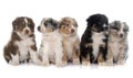 Puppies australian shepherd Royalty Free Stock Photo