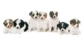 Puppies australian shepherd Royalty Free Stock Photo