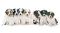 Puppies australian shepherd Royalty Free Stock Photo