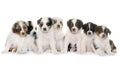 Puppies australian shepherd Royalty Free Stock Photo