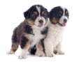 Puppies australian shepherd Royalty Free Stock Photo