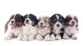 Puppies australian shepherd Royalty Free Stock Photo