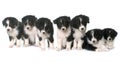 Puppies australian shepherd in studio Royalty Free Stock Photo