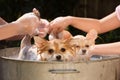 Puppies in a Bath Royalty Free Stock Photo