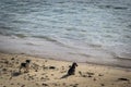 Puppies on the beach Royalty Free Stock Photo