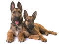 Puppies belgian shepherd laekenois