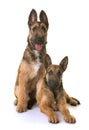 Puppies belgian shepherd laekenois