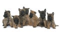 Puppies belgian shepherd malinois