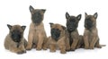 Puppies belgian shepherd malinois