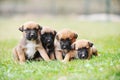 Puppies belgian shepherd malinois