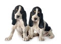 Puppies bernese Schweizer Laufhund Royalty Free Stock Photo