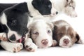 Puppies border collie Royalty Free Stock Photo