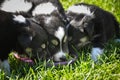 Puppies of border collie are eating together. Royalty Free Stock Photo