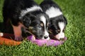 Puppies are eating together Royalty Free Stock Photo