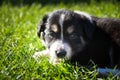 Puppies are playing together on the garden Royalty Free Stock Photo