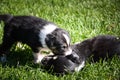 Puppies are playing together in garden Royalty Free Stock Photo
