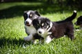 Two six week old border collie puppies Royalty Free Stock Photo