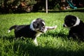 Two six week old border collie puppies Royalty Free Stock Photo