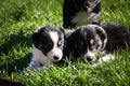 Two six week old border collie puppies Royalty Free Stock Photo