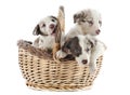 Puppies border collies Royalty Free Stock Photo