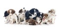 Puppies border collies Royalty Free Stock Photo