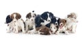 Puppies border collies