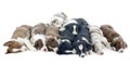 Puppies border collies Royalty Free Stock Photo