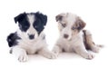 Puppies border collies Royalty Free Stock Photo