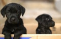 Puppies in a box Royalty Free Stock Photo