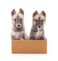 Puppies in the box. Royalty Free Stock Photo