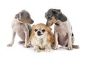 Puppies brazilian terrier and chihuahua in studio Royalty Free Stock Photo