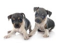 Puppies brazilian terrier in studio Royalty Free Stock Photo