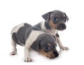 Puppies brazilian terrier in studio Royalty Free Stock Photo