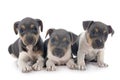 Puppies brazilian terrier in studio Royalty Free Stock Photo