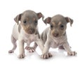 Puppies brazilian terrier in studio Royalty Free Stock Photo