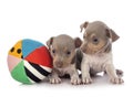 Puppies brazilian terrier in studio Royalty Free Stock Photo