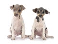 Puppies brazilian terrier in studio Royalty Free Stock Photo