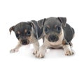 Puppies brazilian terrier in studio Royalty Free Stock Photo