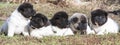 Puppies breed Akita