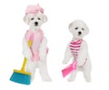 Puppies with brush and dustpan Royalty Free Stock Photo
